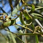 Acacia heterophylla Фрукт