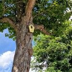 Crataegus coccinea Хабит