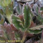 Potentilla frigida Blad