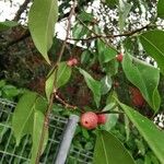 Ficus benjamina অভ্যাস