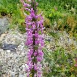 Betonica officinalis Fleur