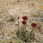 Centaurea pubescens Hábito