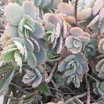 Kalanchoe fedtschenkoi पत्ता