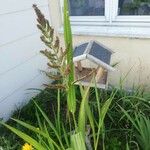 Echinochloa crus-galli Leaf