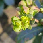 Euphorbia amygdaloidesBlüte