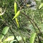 Vincetoxicum nigrum Fruit