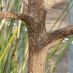 Esenbeckia grandiflora Bark