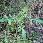 Cephalaria leucantha Leaf