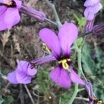 Moricandia moricandioides Flower