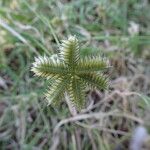 Dactyloctenium radulans Fruto
