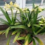 Clivia nobilis Облик