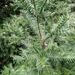 Torreya nucifera 叶