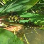 Orontium aquaticum Fruit