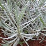 Lavandula latifolia Blatt