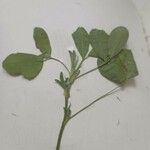 Medicago rigidula ഇല