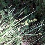 Carex leersii Květ