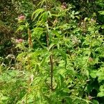 Eupatorium cannabinum Vekstform