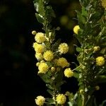 Acacia paradoxa Květ