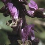 Orchis spitzelii 花