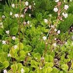 Saxifraga umbrosa Blomst