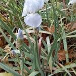 Iris albicans Хабит