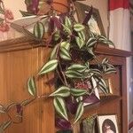 Tradescantia zebrina Листок