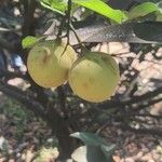 Myristica fragrans Fruit