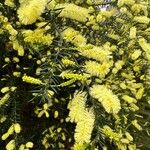 Acacia verticillata Frunză
