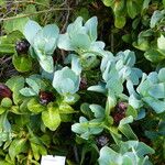 Protea grandiceps List