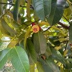 Garcinia mangostana 果實