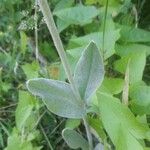 Silene coronaria Leaf