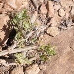 Lavandula multifida Leaf