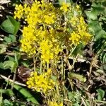 Odontarrhena muralis Flower