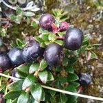 Gaultheria myrsinoides Plod