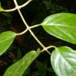 Tetrapterys tinifolia 樹皮
