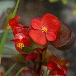 Begonia cucullata 花