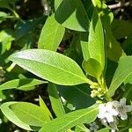 Myoporum tenuifolium ᱥᱟᱠᱟᱢ