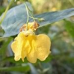 Impatiens noli-tangere Blodyn