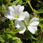 Geranium versicolor 叶