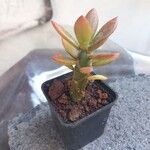 Pereskiopsis diguetii Hoja
