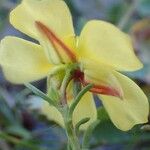 Fumana procumbens Çiçek