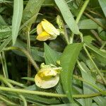 Vigna vexillata Flower