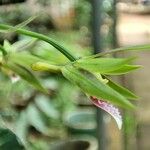 Eulophia euglossa Flower