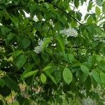 Prunus padus Blatt