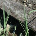 Diplachne fusca Libunga