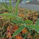 Lathyrus heterophyllus Leaf