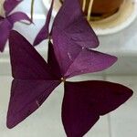 Oxalis triangularis 葉