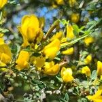 Cytisus spinosus Virág