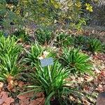 Amaryllis belladonna पत्ता