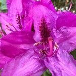 Rhododendron macrophyllum Blomst